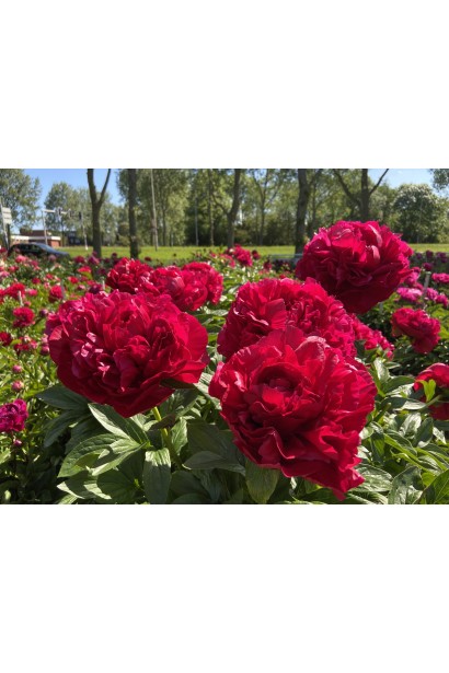 Півонія Генрі Бокстос: трав’яниста красуня з насичено-червоними квітами.